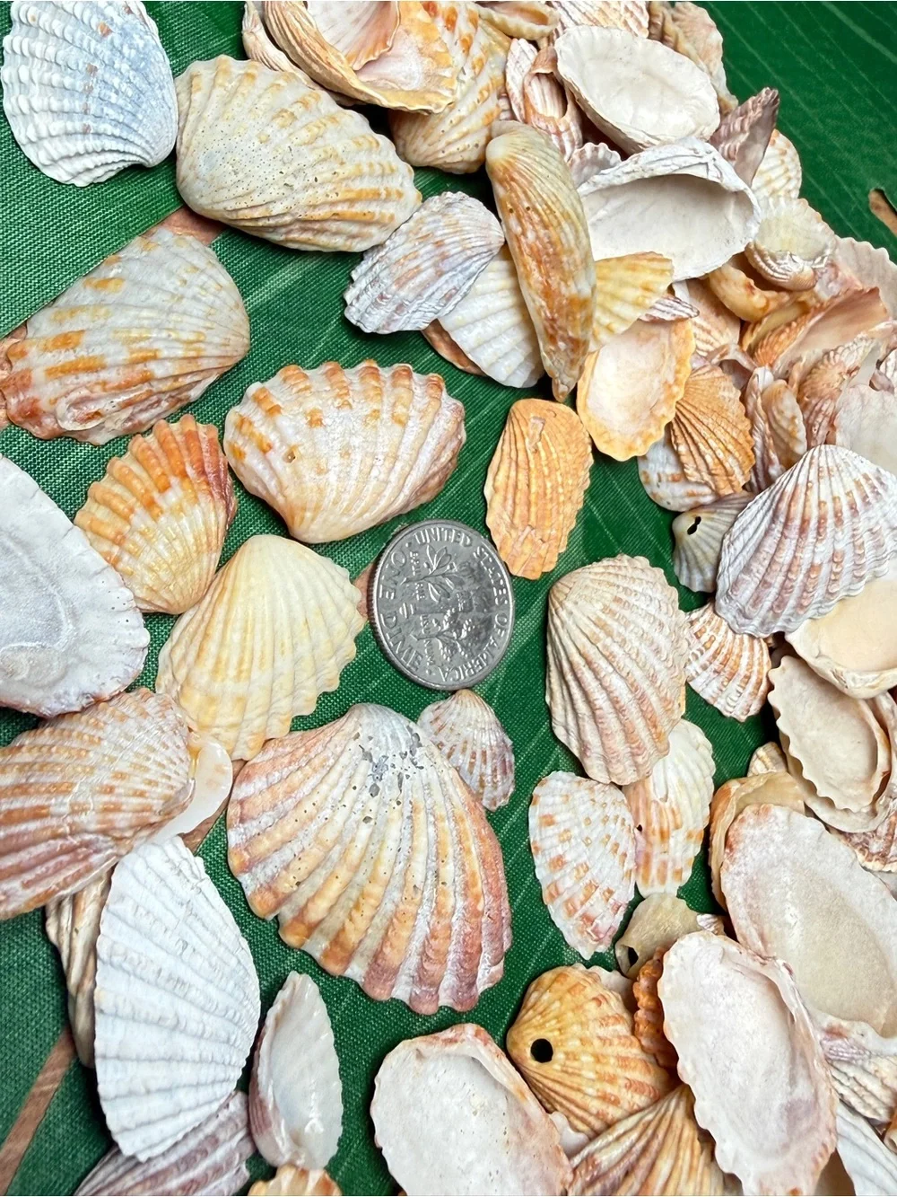Creating On The Coast 50 mixed